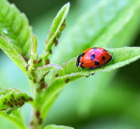 soluciones biocontrol sobitec peru