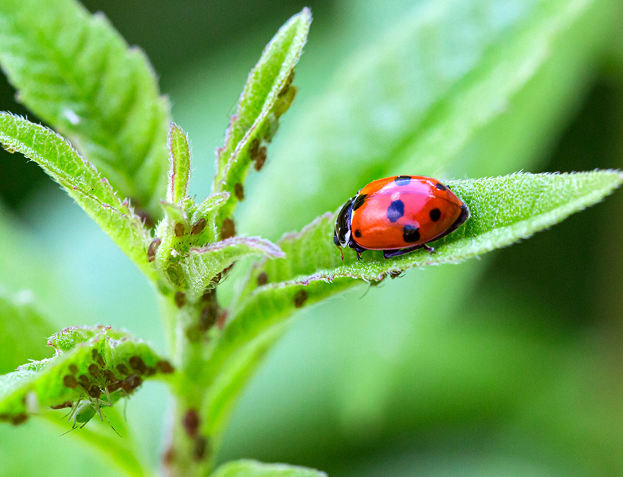 soluciones biocontrol sobitec peru