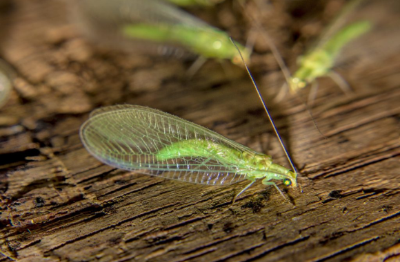 Adulto-de-chrysoperla-Carnea-solagro